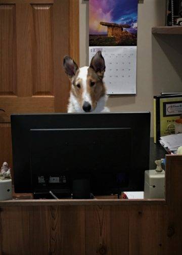 Tag is behind a desk, staring right at a computer screen, apparently hard at work.