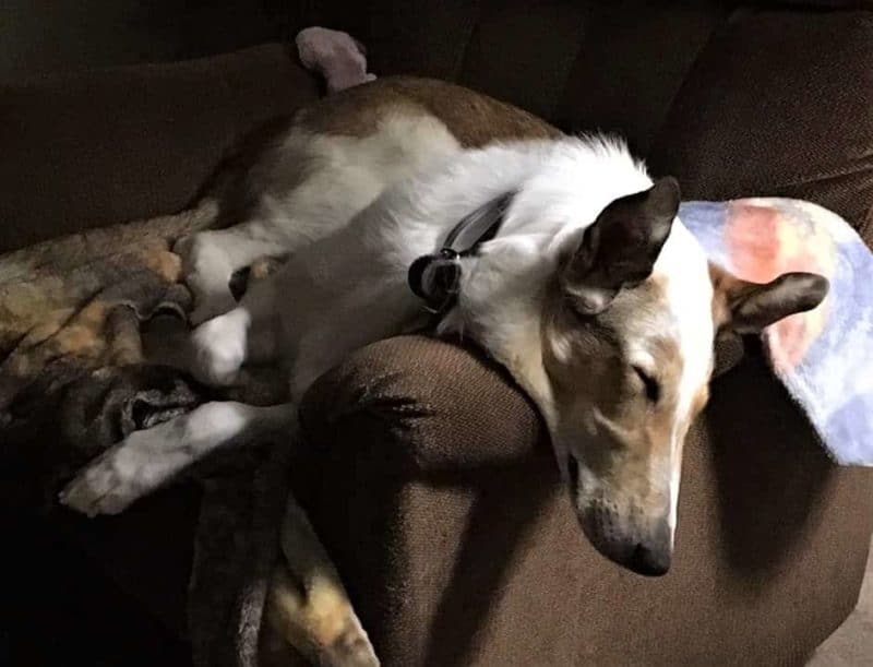 Tag asleep with his head hanging off the arm of his favorite chair.
