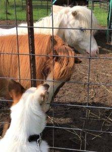 Tag sniffs noses through a fence with Frankie, while Casper gives him side-eye