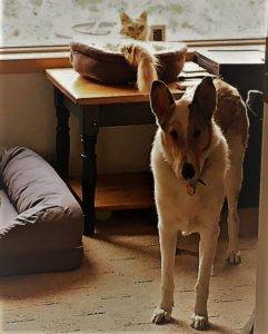 An orange cat is lying in her cat bed, glaring at Tag standing in front of her.