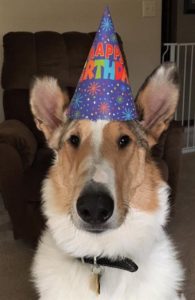 Tag wearing a birthday party hat!