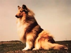 A beautiful sable Collie seated outside with her fur blowing in the wind.
