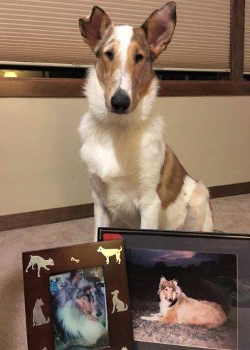 Tag sitting posed behind photos of Treasure and Trinket.