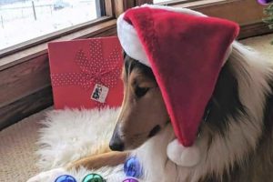 Holiday Gift Guide for Collie Lovers