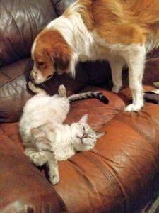 A Siamese-mix cat lying on a couch, being sniffed by an Australian Shepherd mix dog.