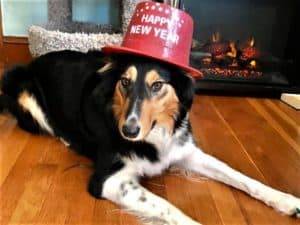 A lovely, old style Scotch Collie wearing a "Happy New Year" hat.