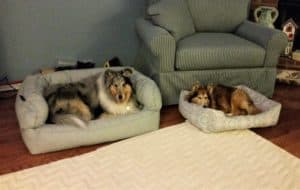 Blue merle Rough Collie and mahogany sable Sheltie lie beside each other on dog beds