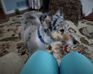 A blue merle Rough Collie with a shaved coat, standing in a living room.