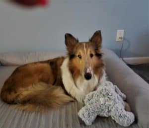 Luna lying in a dog bed with a plush dog toy.