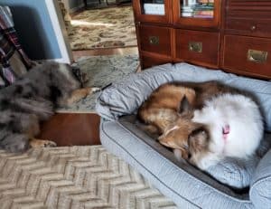 Kali lying on a rug, Luna curled up in a dog bed.