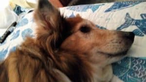 Piper, with a gray muzzle, lying on a bed.