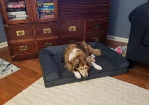 A good-sized, sable & white Shetland Sheepdog lying on a dog bed.