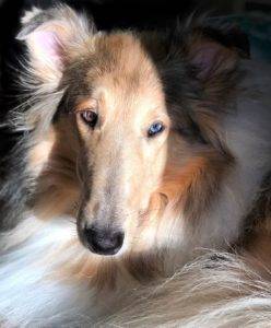 A Collie in the sunshine, with one bright blue and one brown eye, and silvery ear tips.