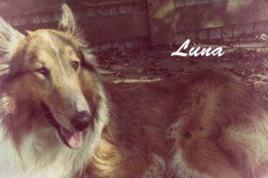 12 Rough Collies (aka Lassie) - Best Dog Breed Ever! ideas