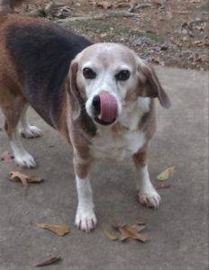 Fat Freddy standing outside, licking his nose with his long, Laffy Taffy tongue.