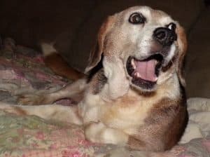 Plump Freddy panting happily, lying on a couch.