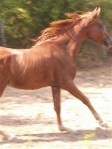 A much healthier looking Haan racing through a field.