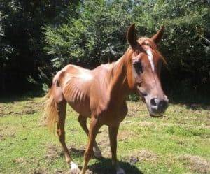 A pitiful looking, nearly skeletal horse suffering from malnutrition.
