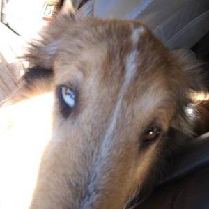 A close-up of Luna's blue and brown eyes.