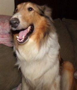 A young sable merle Rough Collie with one partially blue eye smiles happily for the camera