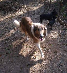 Luna outside with a couple of smaller dog friends.