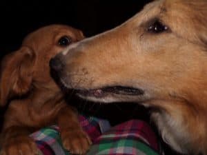 Luna sniffing noses with a cute, small brown puppy.