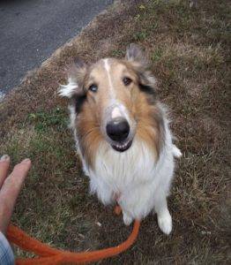 Luna Collie looking sweet at owner