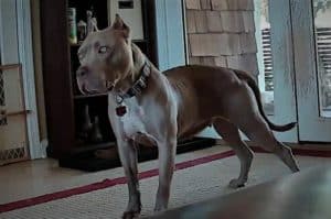 A beautiful American Pit Bull Terrier with golden eyes and a well-muscled body.