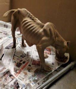 A tan American Pit Bull Terrier who looks like a walking skeleton, eating a bowl of food