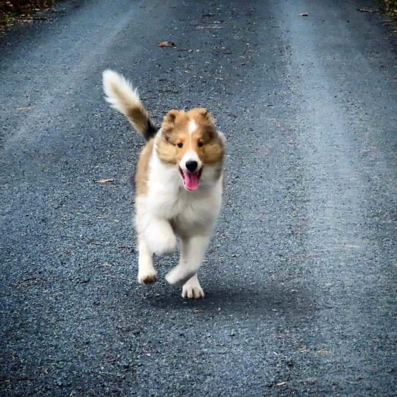 A joyful sable and white Rough Collie puppy with a Lassie blaze runs down the road