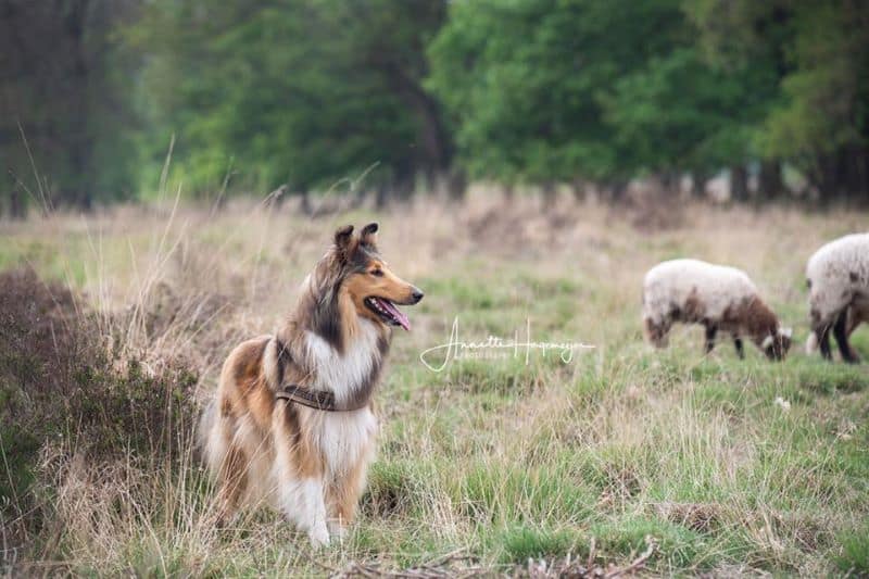 A sable and white Rough Collie stands near a flock of sheep