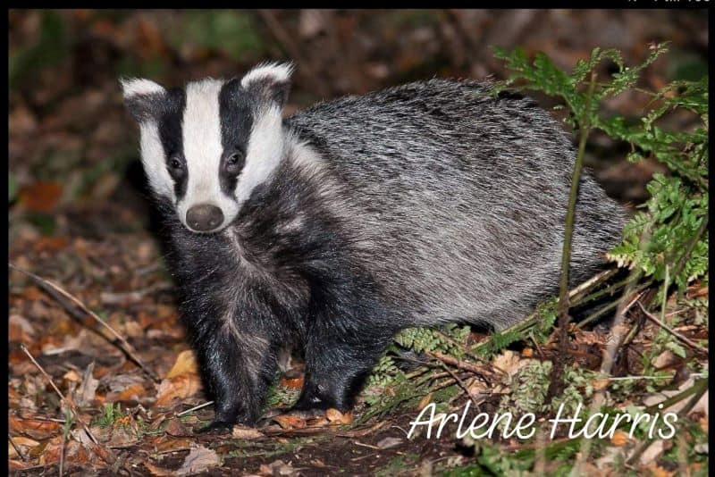 a young eurasian badger, gray with black and white facial stripes, stares at the camera.