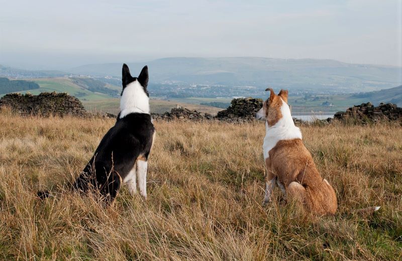 2 tricolor and sable smooth collies site beside one another on a hillside overlooking a mountainous valley