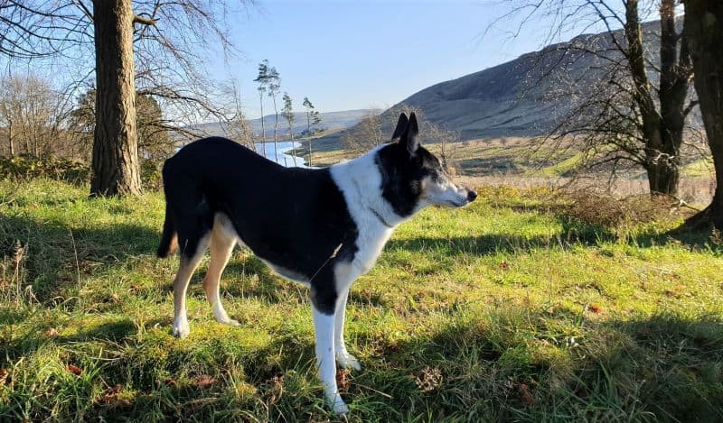 a tricolor smooth collie with upright ears stands on a sunny hillside