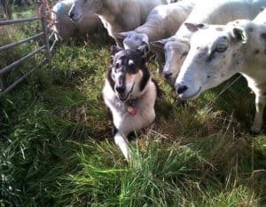 Finn lies happily amid a flock of sheep, some of whom are curiously sniffing him