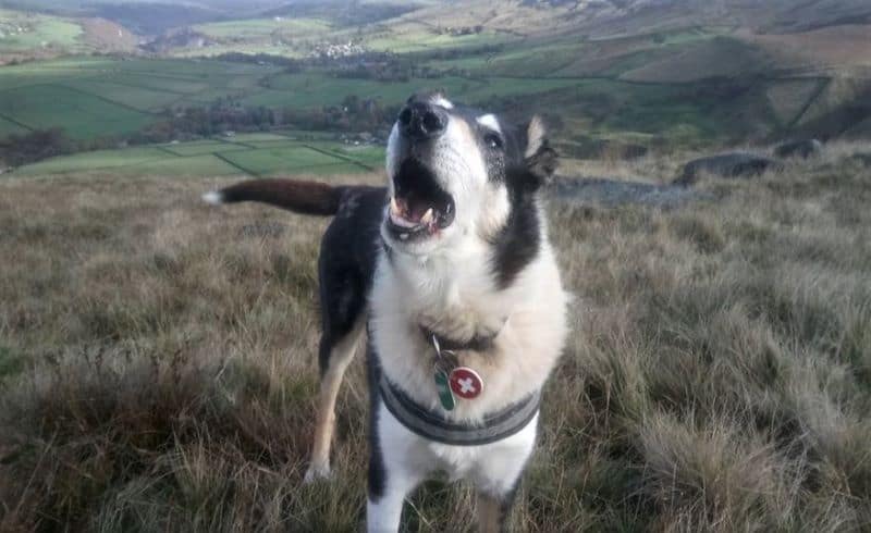 Finn happily barking