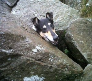 Finn pokes his head out of a hole in a rock pile. His body is not visible at all.