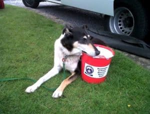 Finn lies with his body curled around a red donations bucket