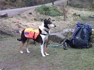 Finn the tricolor Smooth Collie stands at attention wearing an orange "rescue" jacket, next to a large rucksack