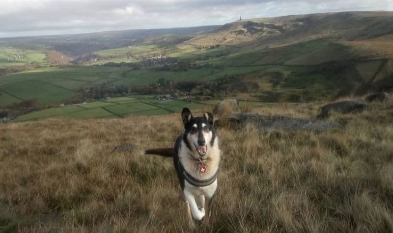 Finn racing through a field