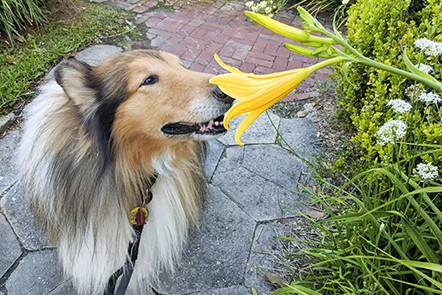 gus featured image smelling flowers