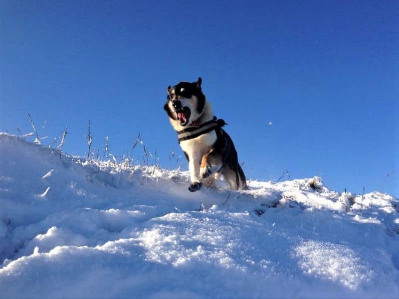 finn hurtling down a steep, snowy slope straight at the camerman