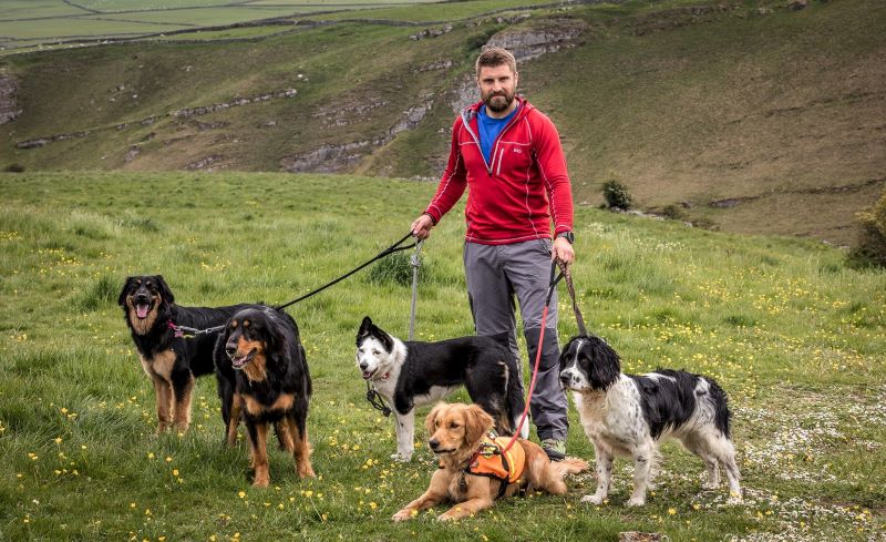 A mah holds the leashes of 2 Hovawarts, a Border Collie, a Golden Retriever, and a Springer Spaniel