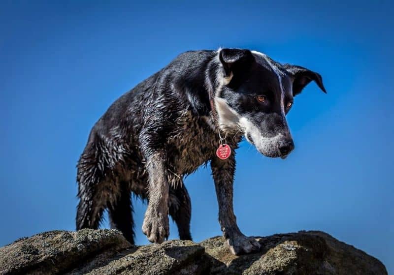 A Border Collie stands on a ride outlined against a clear blue sky
