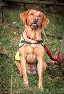 a yellow labrador retriever sits wearing his rescue dog gear