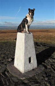 Finn perches atop a manmade stone pillar