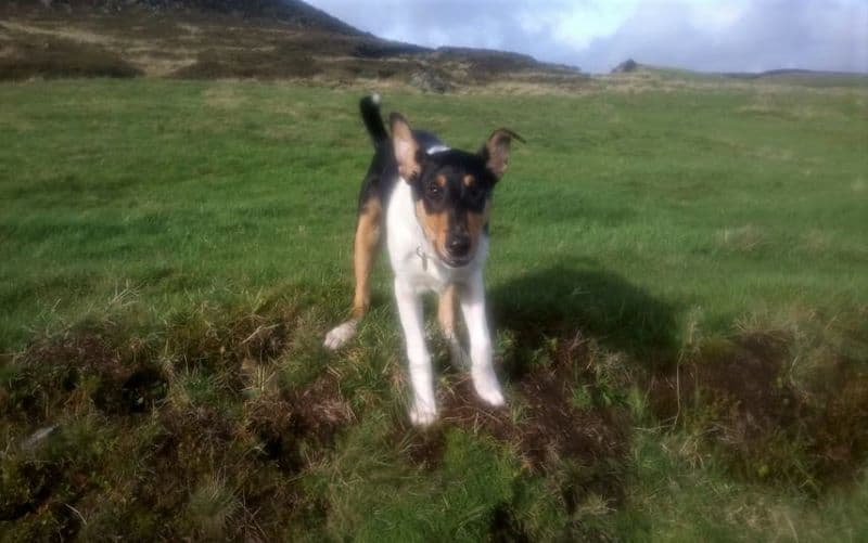 Tricolor Smooth Collie puppy who strongly resembles Finn running through a green field