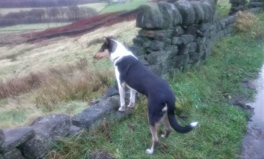 Rolf stands outside with his front paws on a stone wall