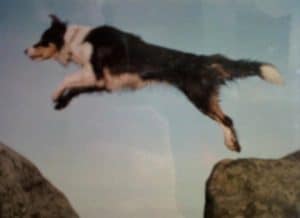 A Border Collie leaps over a gully