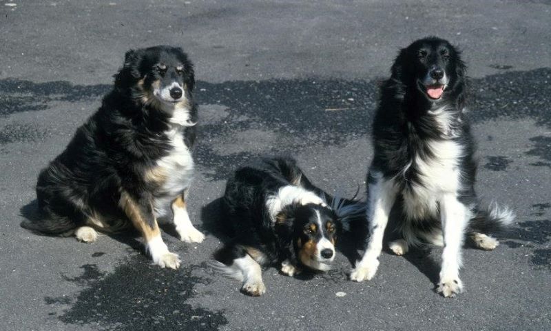3 Border Collies side by side, 2 sitting on either side of Skye, who is lying down